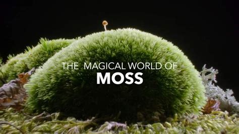 The magical world of NMoss